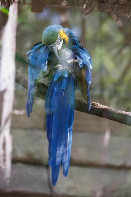 Blue Macaw Preening