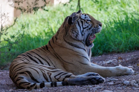 Resting Tiger in Nature