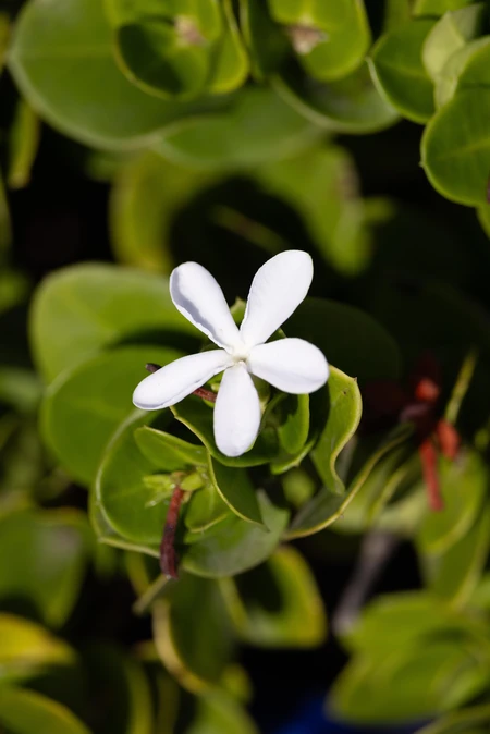 White Flower Amidst Greenery