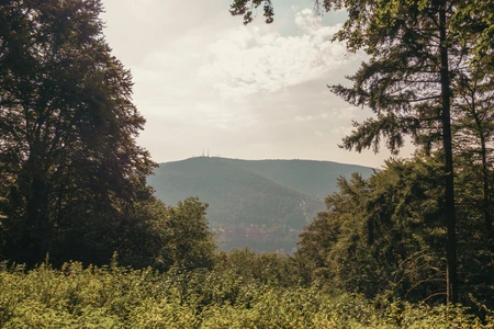 Mountain View through Forest