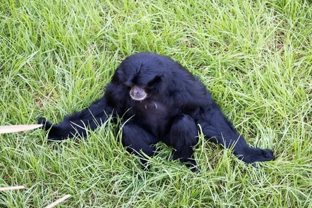Gibbon Resting on Grass