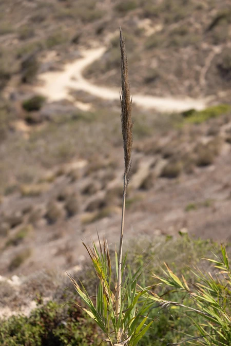 Isolated Plant in Arid Landscape