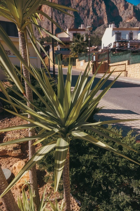 Sunny Street Scene with Yucca