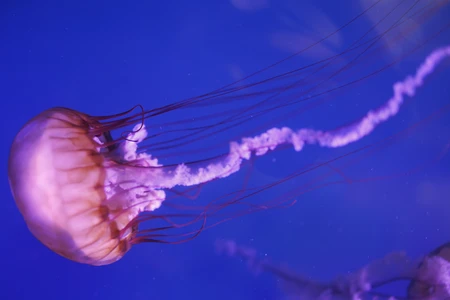 Mesmerizing Jellyfish
