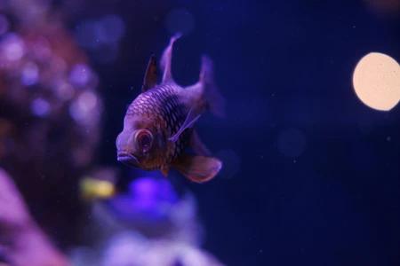 Underwater Serenity