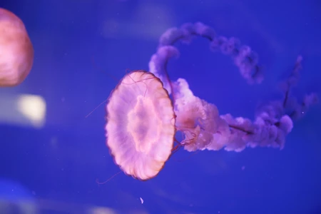 Jellyfish in Captivating Blue Waters