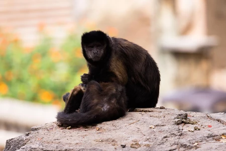 Capuchin Monkeys on a Rock