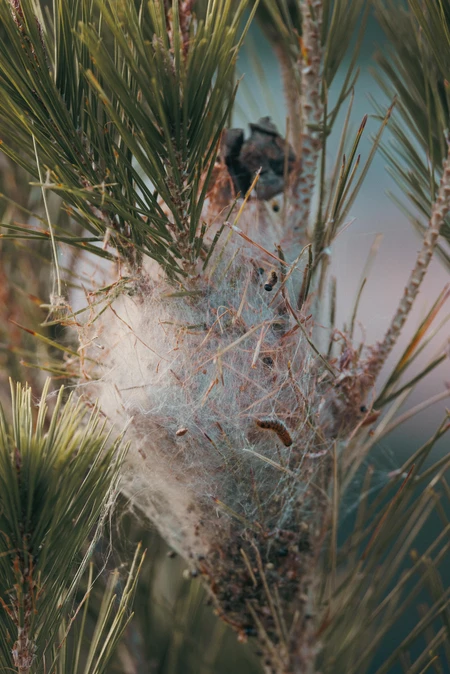 Insect Web on Pine Tree