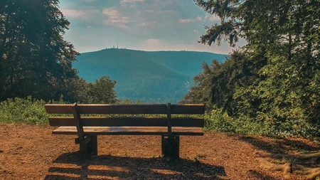 Serene Bench View