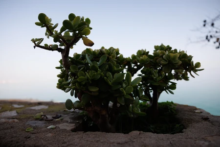 Succulent Overlooking the Sea