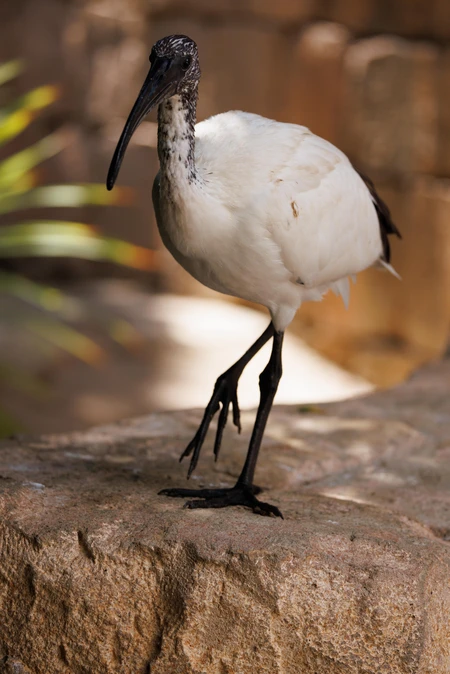 Majestic Bird on Rock