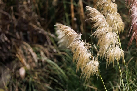 Serene Reed Grass