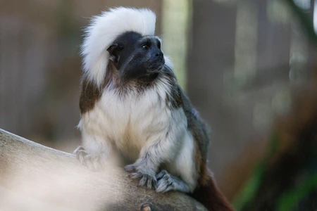Cotton-Top Tamarin in Natural Habitat