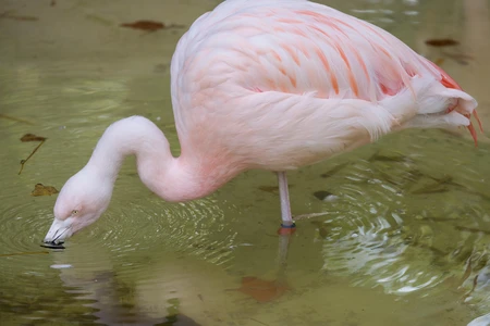 Flamingo in Water