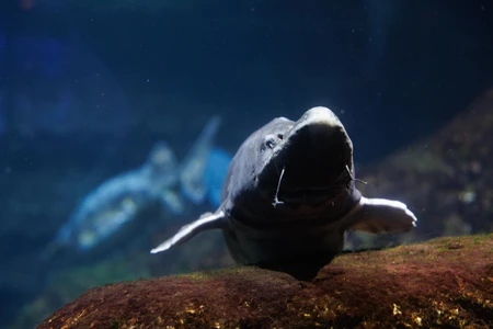 Underwater Aquatic Creature