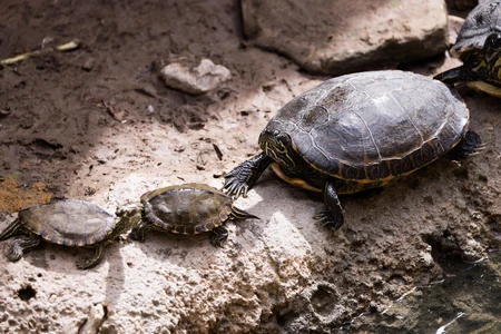 Turtles on a Rock