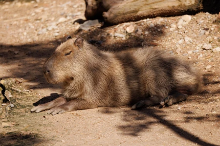 Resting Capybara