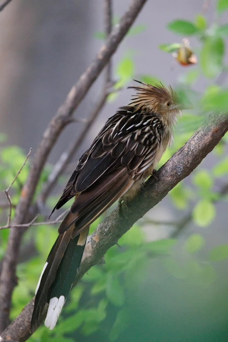 Bird Perched on a Branch