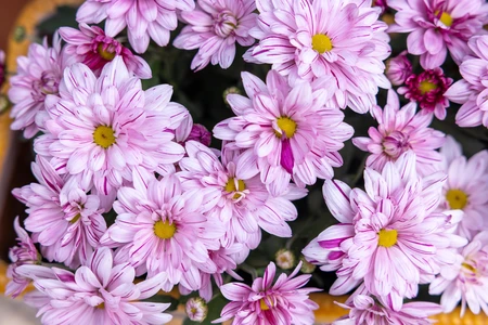 Pink Chrysanthemums