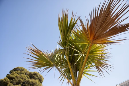Palm Tree on a Sunny Day