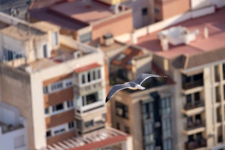Seagull Over Urban Landscape