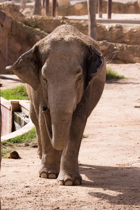 Elephant in a Zoo