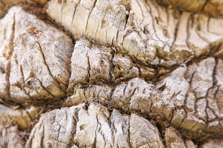 Close-up of Tree Bark