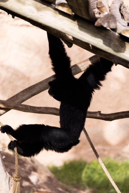 Gibbon Swinging on Rope