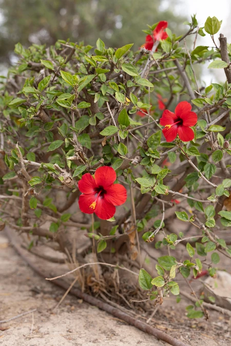 Vibrant Red Hibiscus Blossoms