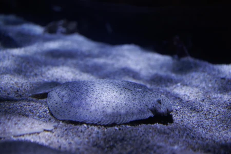 Underwater Flatfish