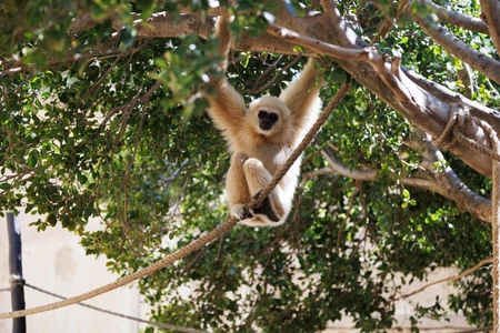 Gibbon in a Tree