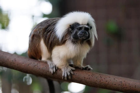 Cotton-Top Tamarin on a Branch
