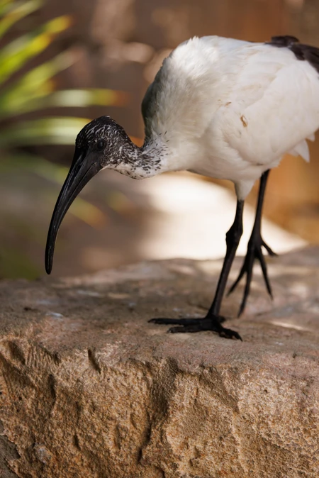 Ibis on a Rock