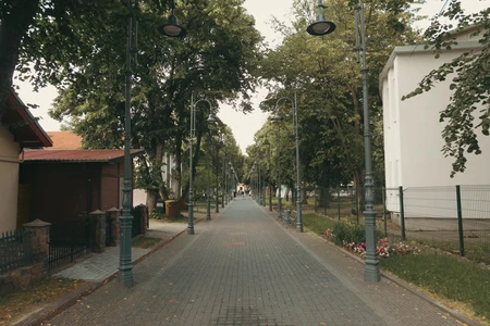 Quiet Tree-Lined Street