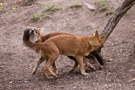 Playful Wildlife Encounter