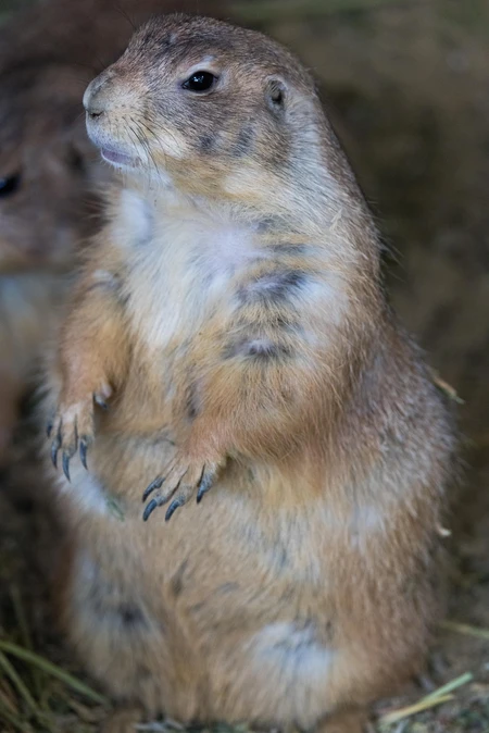 Prairie Dog Portrait
