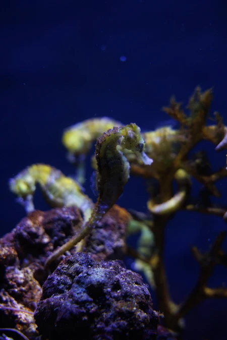 Seahorses in Marine Habitat
