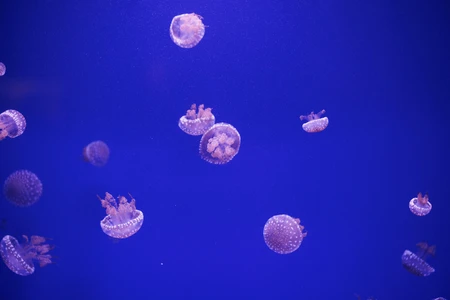 Jellyfish in Tranquil Waters