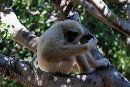 Resting Gibbon in the Trees
