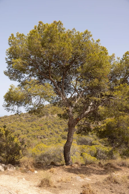 Scenic Tree in Nature