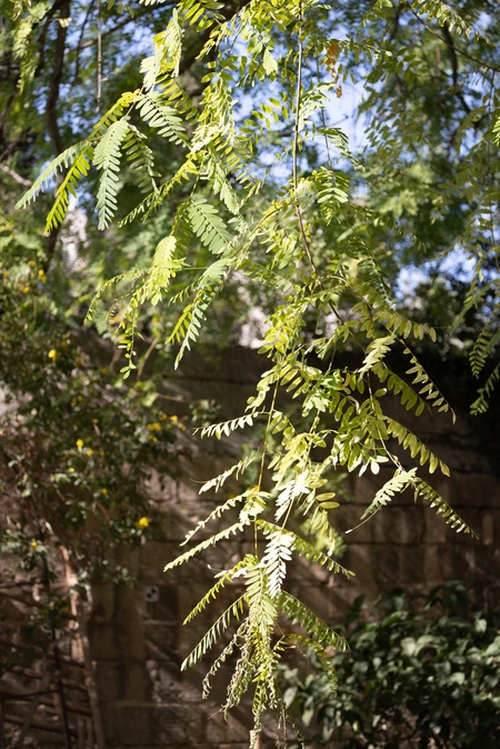 Sunlit Fern Foliage