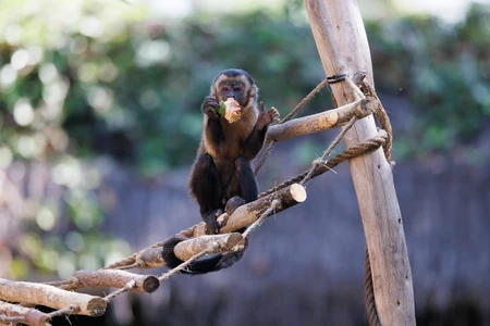 Monkey Enjoying a Snack