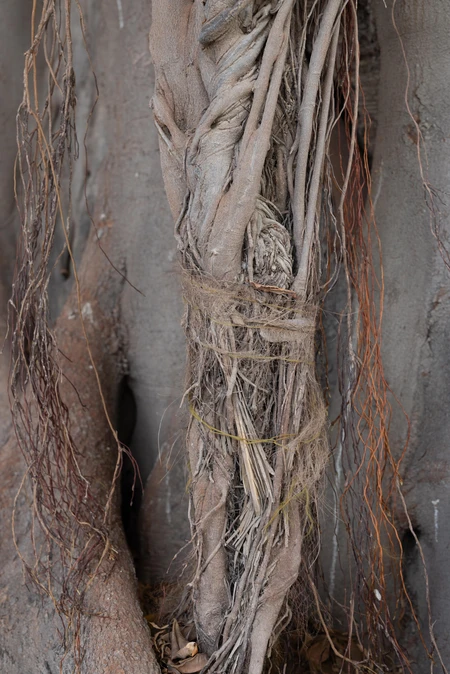 Natural Textures Close-Up
