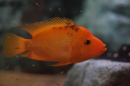 Vibrant Orange Fish
