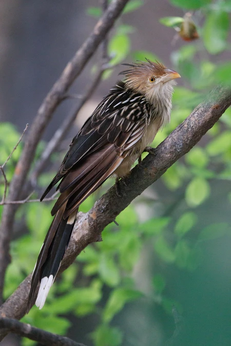 Bird Perched on a Branch