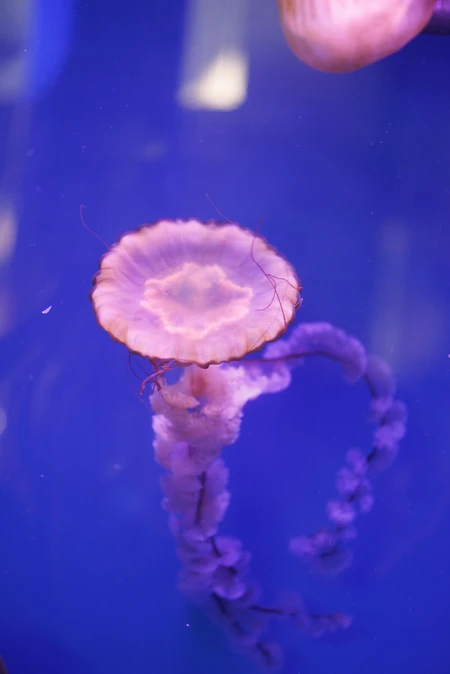 Graceful Jellyfish in Blue Waters