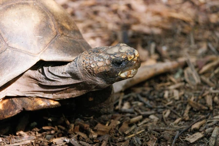 Tortoise in Natural Habitat
