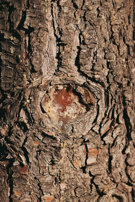 Close-up of Tree Bark