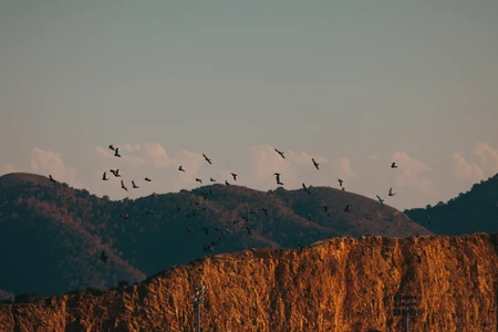 Birds Over Mountain Ridge
