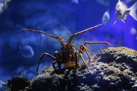 Aquatic Life in Deep Blue